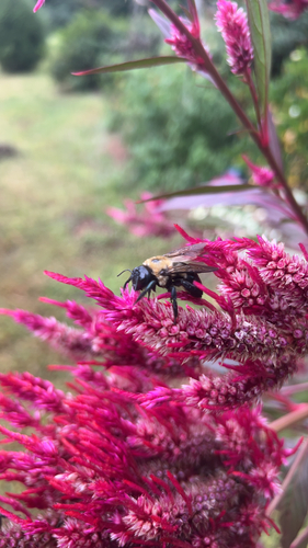Eastern Carpenter Bee