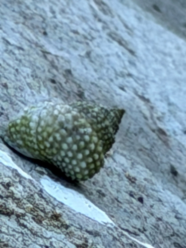Tectarius muricatus, 2026-10-11