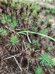 Dawsonia