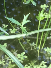 Ranunculus amphitrichus