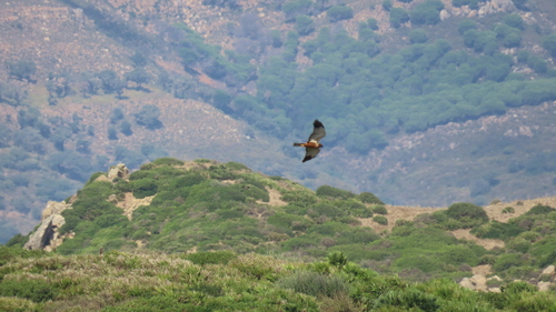 Aguilucho lagunero occidental