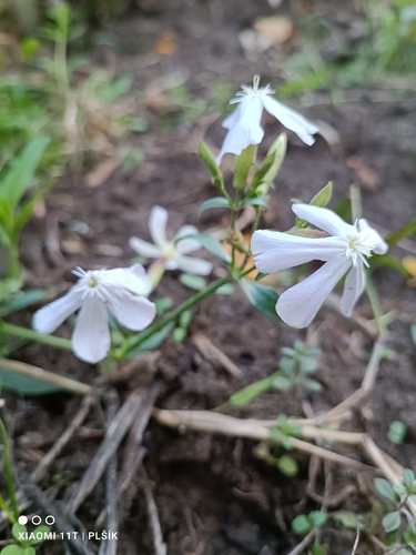 common soapwort