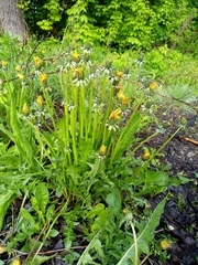 Taraxacum officinale