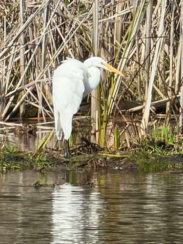Great Egret