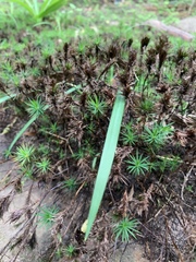 Dawsonia
