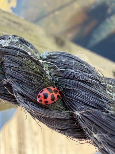 Spotted Pink Lady Beetle