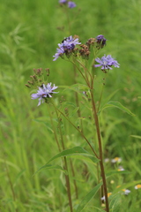 Lactuca sibirica
