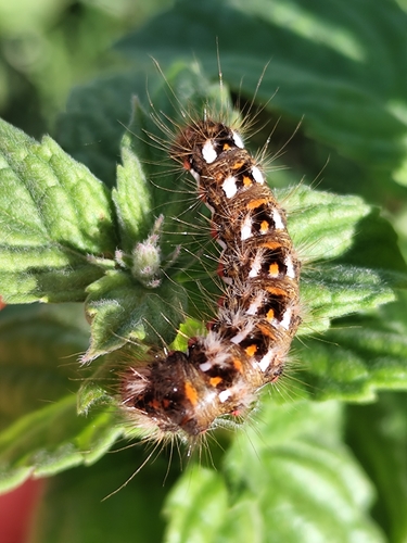 Knot Grass Moth