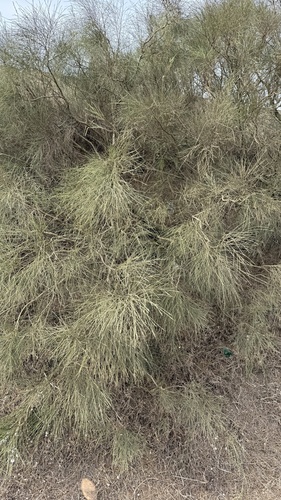 bridal veil broom