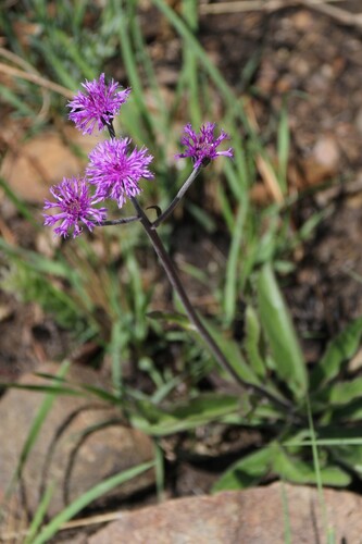 Hilliardiella hirsuta observed 2026-09-26