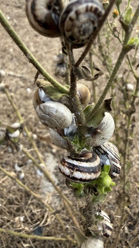 White Italian Snail