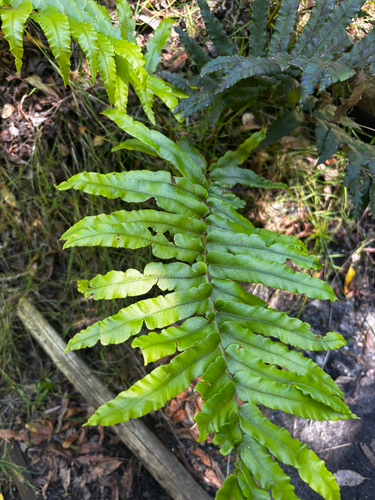 Parablechnum capense observed 2026-10-11