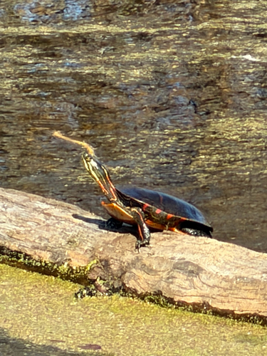 Painted Turtle