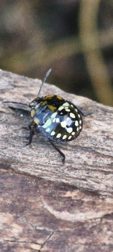 Southern Green Stink Bug