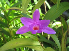 Sobralia macrantha