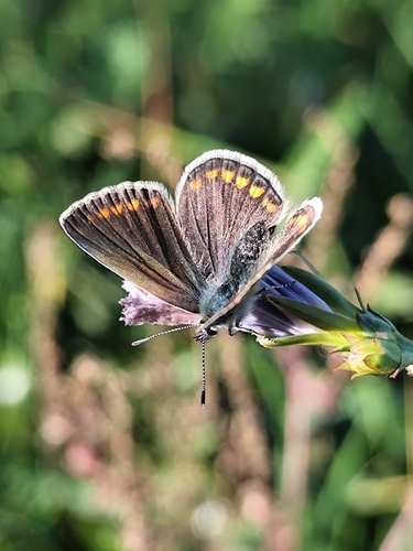 Common Blue