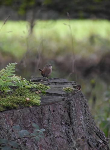 Eurasian Wren