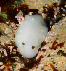 Cadlina flavomaculata