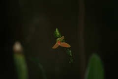 Specklinia endotrachys