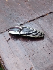 Chalcolepidius limbatus