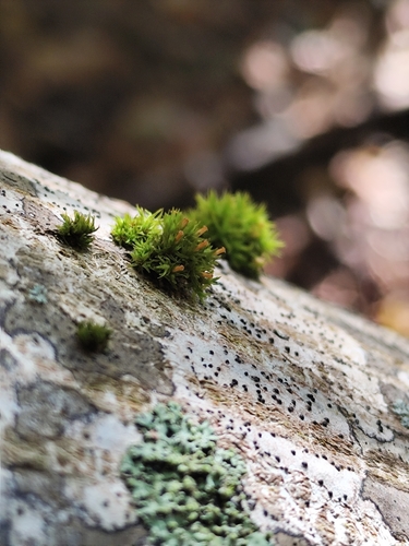 crisped pincushion