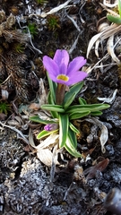 Primula angustifolia