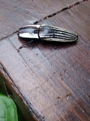 Chalcolepidius limbatus