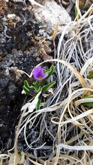 Primula angustifolia