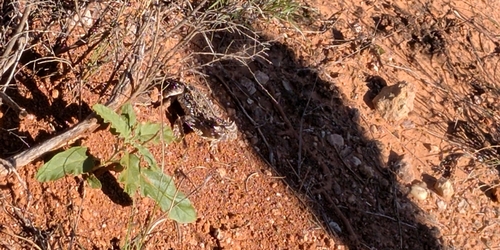 Texas Horned Lizard observed by scottlewis101