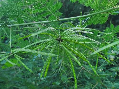 Desmanthus virgatus observed 2026-10-11