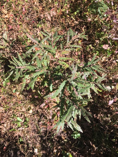 sweetfern