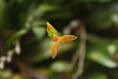 Specklinia endotrachys