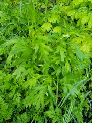 Artemisia vulgaris