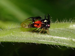 Cyphonia trifida