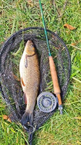European Chub