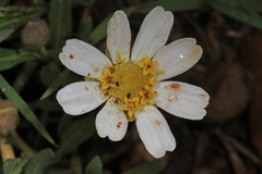 Melampodium leucanthum