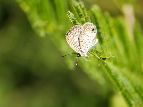 Cassidula observed 2026-10-11
