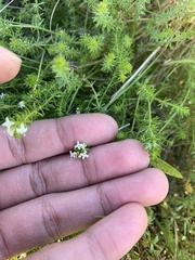 Asperula conferta