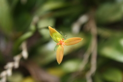Specklinia endotrachys