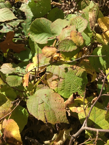 American hazelnut