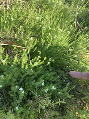 Asperula conferta