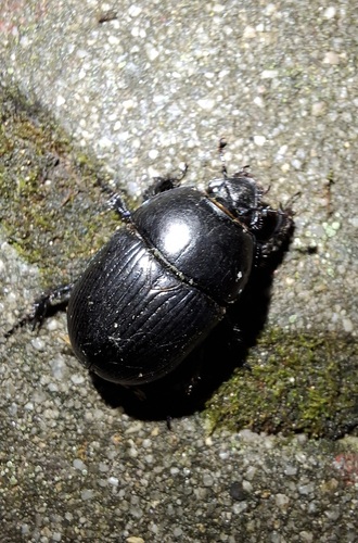 Common Dumbledore Beetle