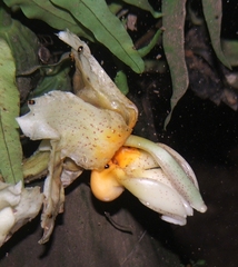 Stanhopea saccata
