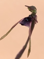 Chiloglottis diphylla