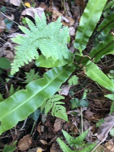 Hart's-tongue fern