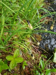 Carex macrochaeta