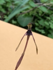 Chiloglottis diphylla