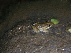 Fejervarya limnocharis