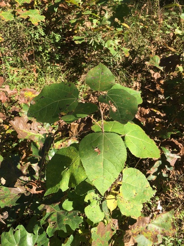 bigtooth aspen