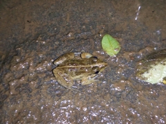 Fejervarya limnocharis